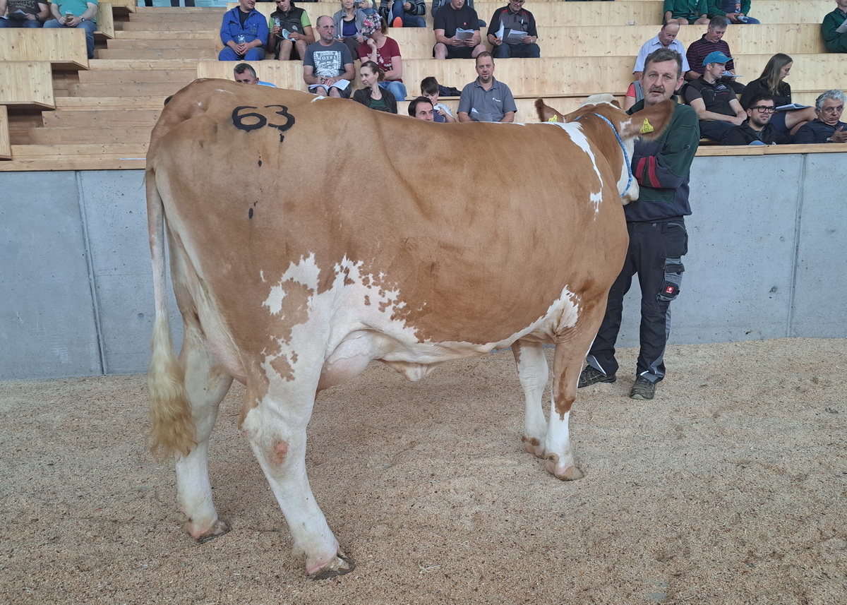 Eine VOLLENDET-Tochter mit aktuell 38 kg Tagesgemelk erzielte mit 3.000 Euro den Tageshöchstpreis bei den Kühen in Milch.
