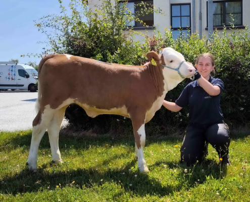 Vom Zuchtbetrieb Renate u. Herbert Huber aus Griesbach wurde das Zuchtkalb mit dem Vater MAKAY und einem GZW von 135 zum Verkauf angeboten.