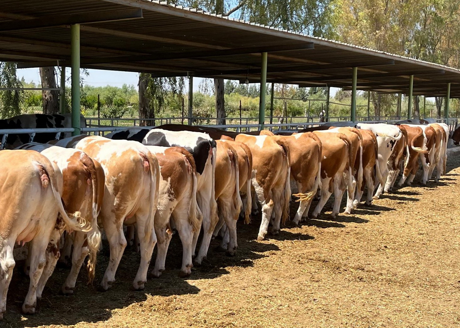 Zuchtkalbinnen aus Österreich auf der HODNA LAIT Farm