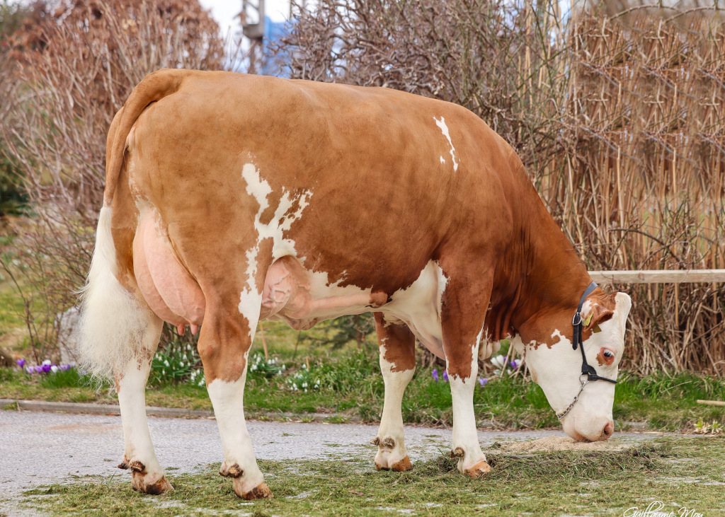 FRANJA (V: HASHTAG), 1. Laktation: 10.179 Kilo – 4,57 Prozent Fett – 3,67 Prozent Eiweiß – 838 Kilo