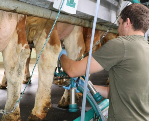 Gute Melkroutinen sichern Einkommen, Milchqualität und Tiergesundheit