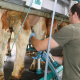Gute Melkroutinen sichern Einkommen, Milchqualität und Tiergesundheit