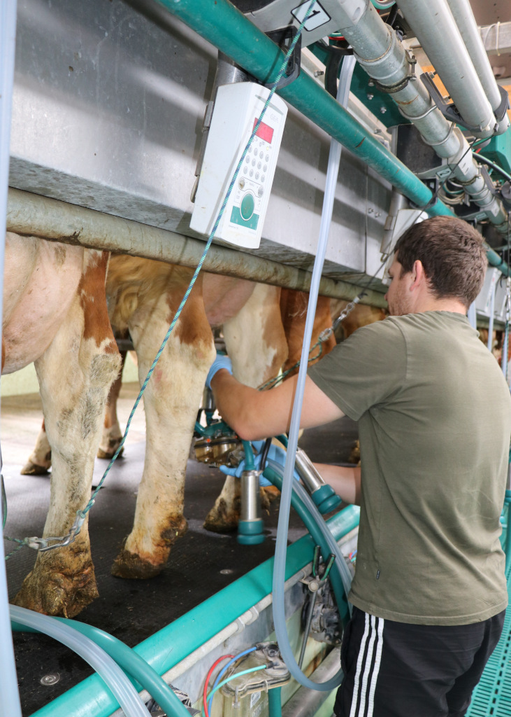 Gute Melkroutinen sichern Einkommen, Milchqualität und Tiergesundheit