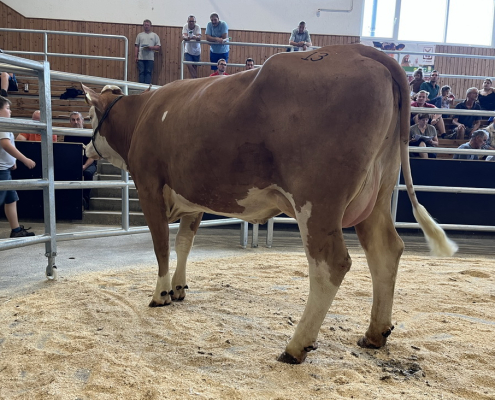 SUPERBOY-Tochter FABEL vom Betrieb Kammerhuber aus Losenstein wurde um den Tageshöchstpreis von 3.620 Euro verkauft.