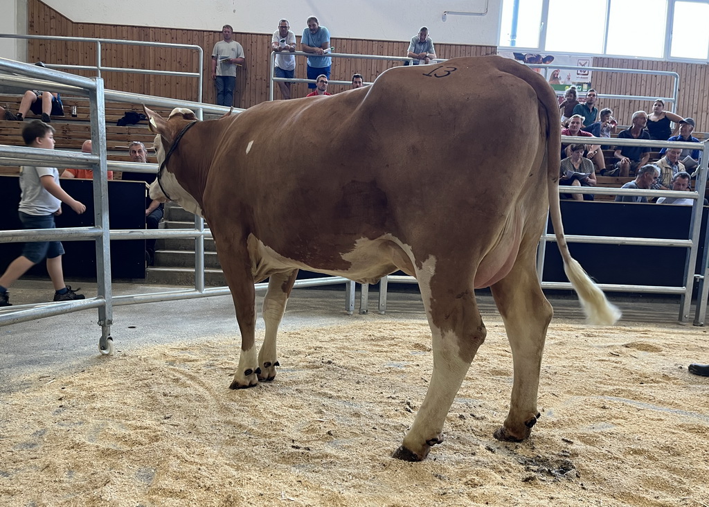 SUPERBOY-Tochter FABEL vom Betrieb Kammerhuber aus Losenstein wurde um den Tageshöchstpreis von 3.620 Euro verkauft.