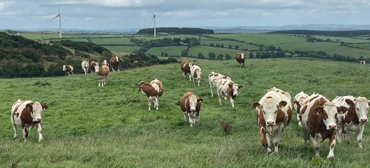 Kalbinnen auf der Weide von Dermot Cooke Irland