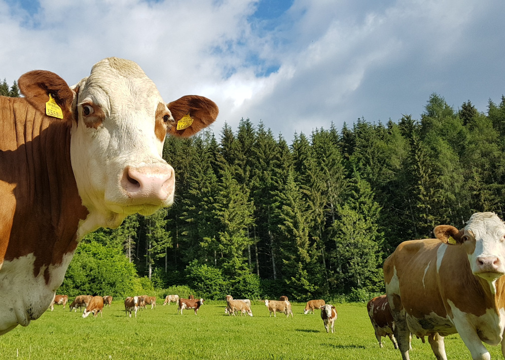 Kühe auf Weide Foto: Kalcher Kühe auf der Weide