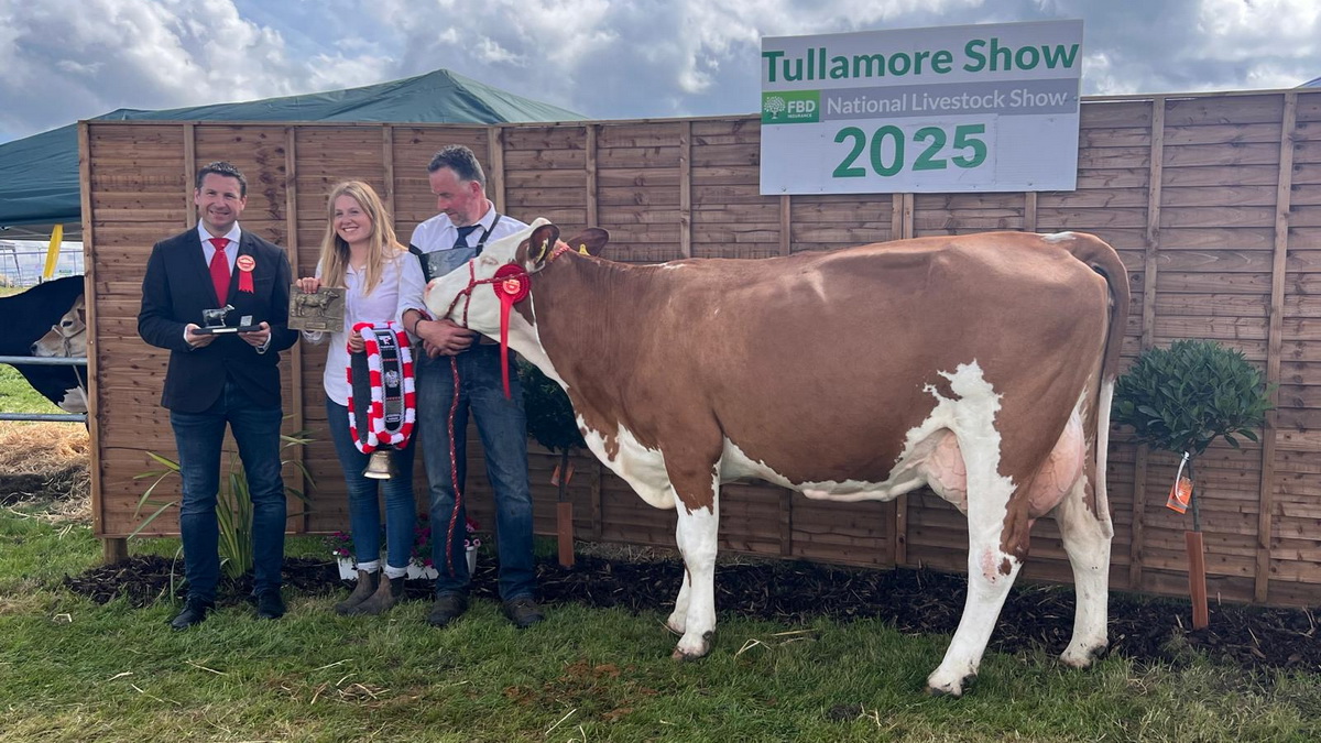 Champion Fleckvieh auf der Tullamore Show 2025: ELLI (V: Wrangler Pp), Züchter: Hubert Kapp, RSTM, Besitzer: Peter Cooke