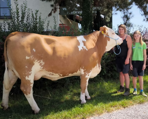 Teuerste Erstlingskuh mit 3.300 Euro Zuschlagpreis war GS ELGAR-Tochter CHILI (MV: GS Herztakt) aus dem Zuchtbetrieb Sonja u. Andreas Schitzenhofer aus Sperkental.