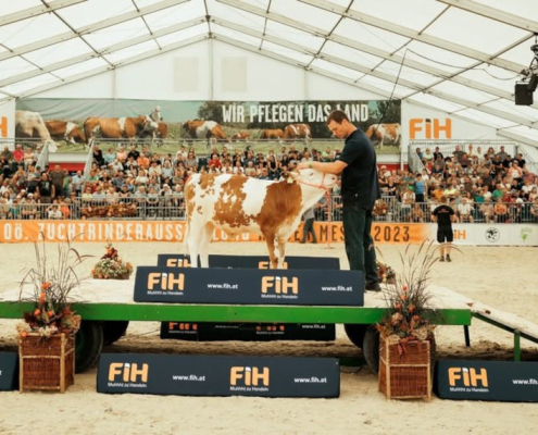 bearb Eliteversteigerung Ried