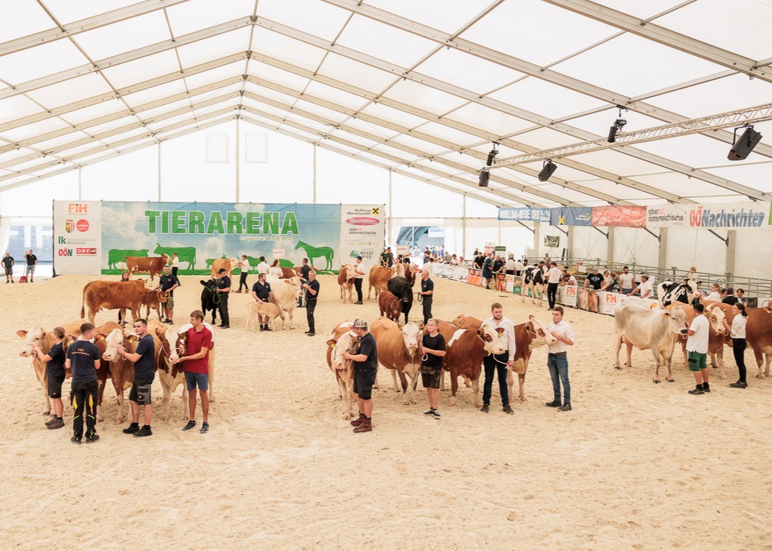 Die Elite der Fleckviehzucht präsentiert ihre Tiere im Rahmen der Rieder Messe