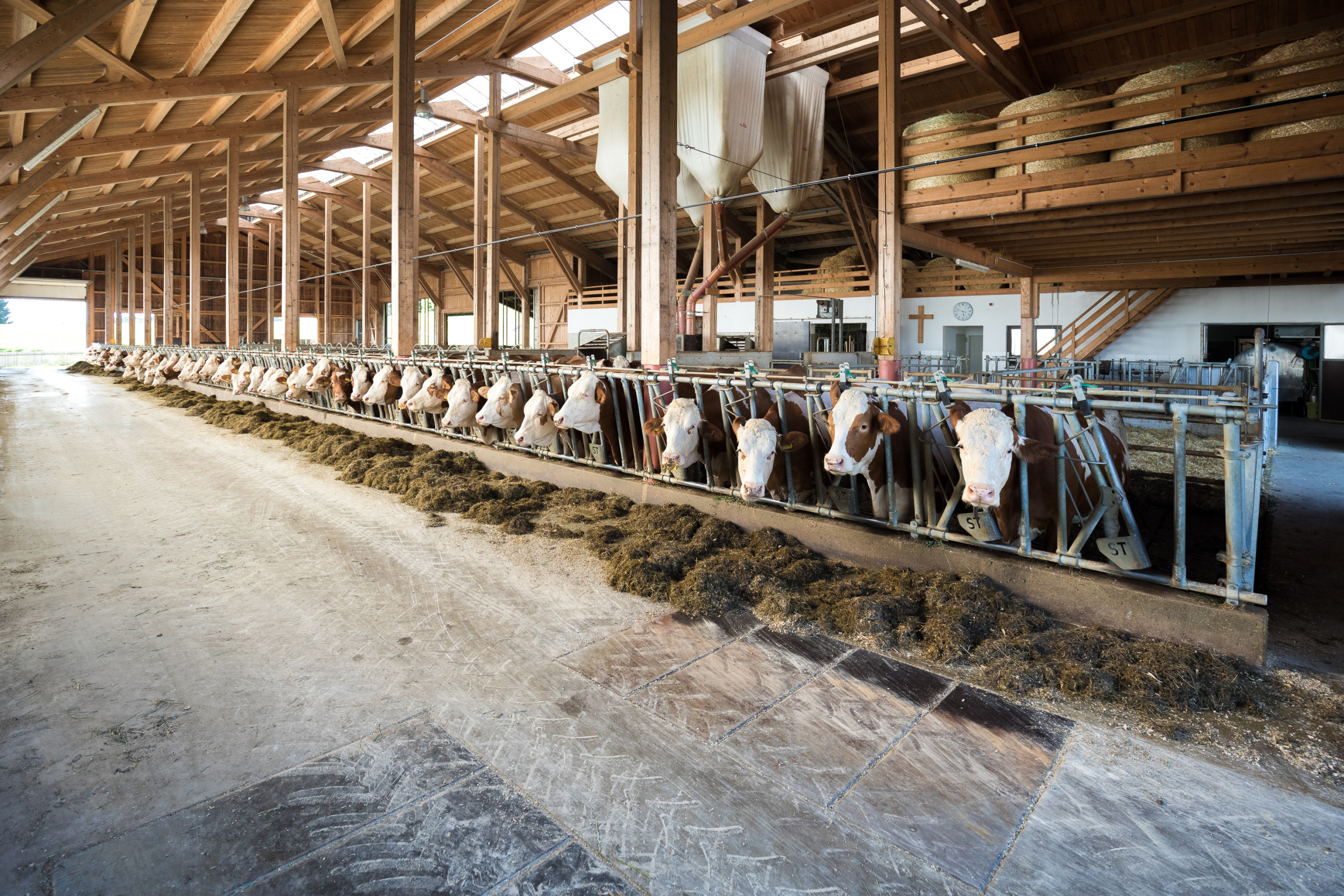 82 Kühe mit einer durchschnittlichen Milchleistung von 10.637 kg Milch mit 5,25 % Fett und 3,40 % Eiweiß leben bei den Priewassers