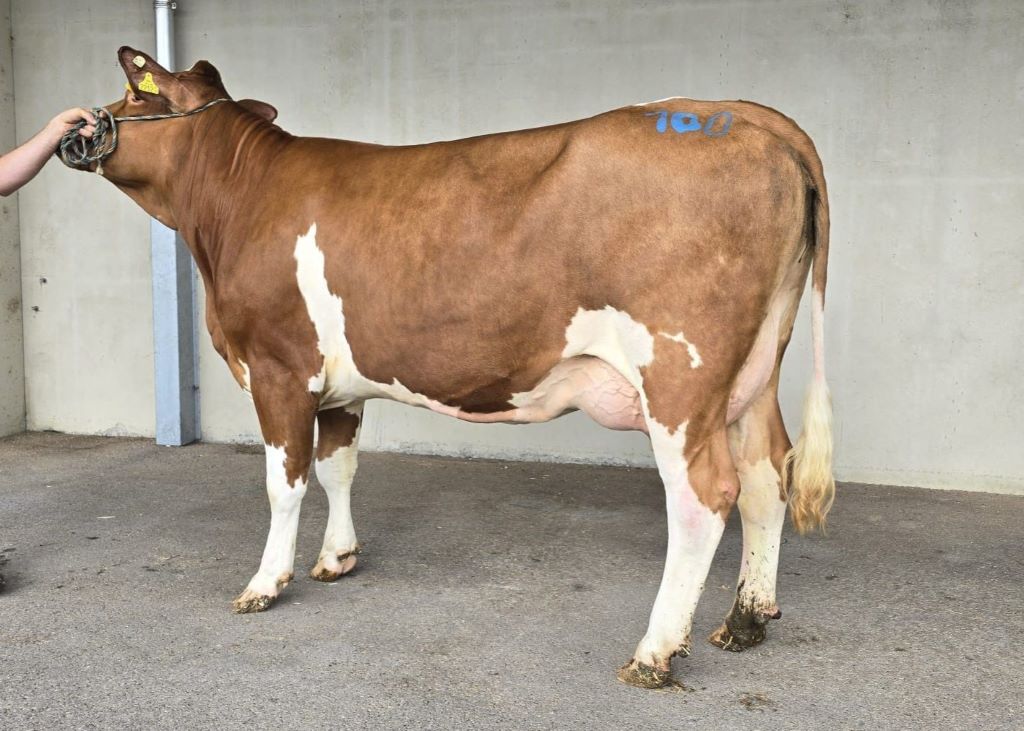 GS HYPOS-Tochter WALPURGI GS HYPOS-Tochter WALPURGI