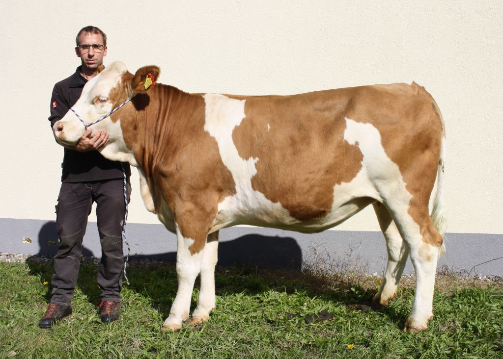 MYFAVORITE PS-Tochter ILENE ZV St. Donat 14.10.2025 MYFAVORITE PS-Tochter ILENE ZV St. Donat 14.10.2025