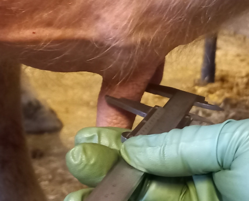 Messung des Zitzendurchmessers, Foto: Gspurning