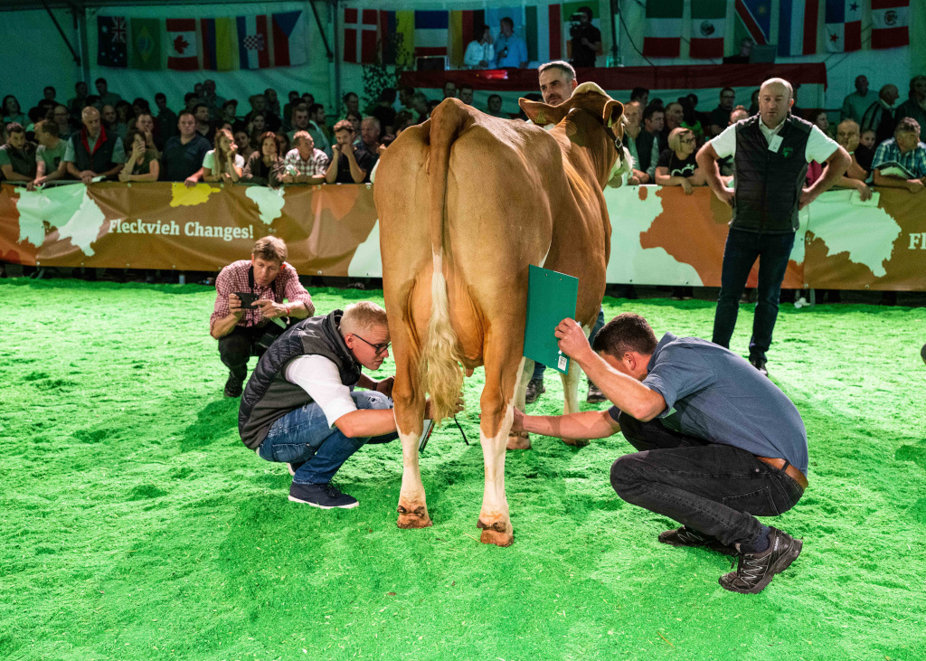 FleckScore-Finalisten bei der Bewertung