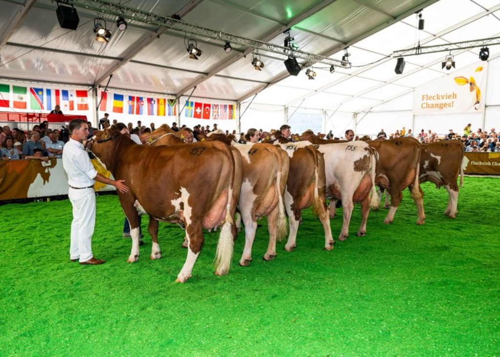 Bundefleckviehschau 2022