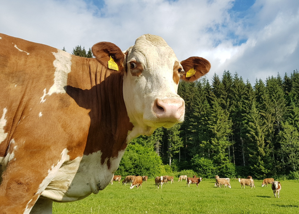 Leistungsabschluss 2025