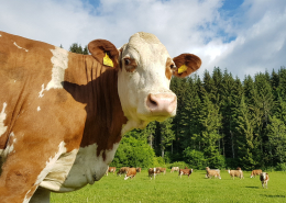 Leistungsabschluss 2025