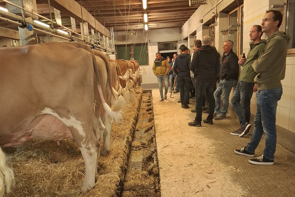 Der Betrieb Stadler präsentierte seine Tiere in bester Schaukondition, Foto: Peintner