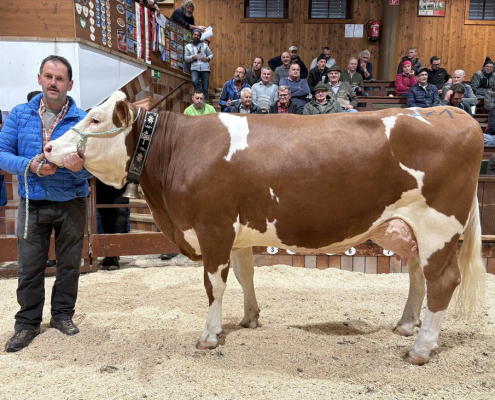 HERZ-Tochter HARMONY vom Betrieb Peter Klocker aus Hart erzielte den Tageshöchstpreis von 5.120 Euro.