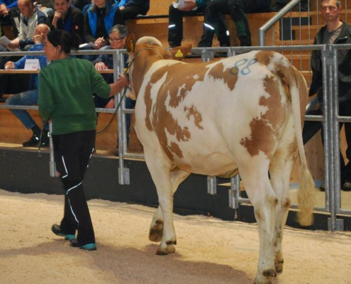 Hokuspokus-Tochter ZV Dornbirn 03.11.2025