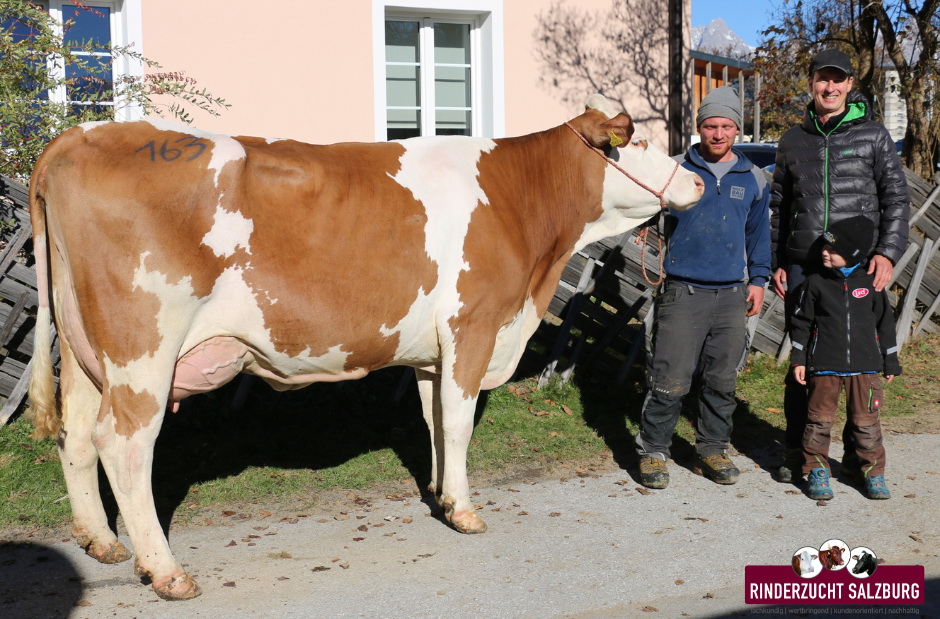 Den Höchstpreis bei den Fleckvieh-Mehrkalbskühen erlangte eine EDELSTEIN-Tochter vom Betrieb Katharina u. Andreas Mair, Boaleiten aus Bramberg. Den Höchstpreis bei den Fleckvieh-Mehrkalbskühen erlangte eine EDELSTEIN-Tochter vom Betrieb Katharina u. Andreas Mair, Boaleiten aus Bramberg.