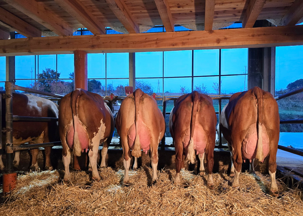 Die Kuhfamilie von GS MC PENN Pp* am Betrieb von Josef Penninger in Hernstein Die Kuhfamilie von GS MC PENN Pp* am Betrieb von Josef Penninger in Hernstein