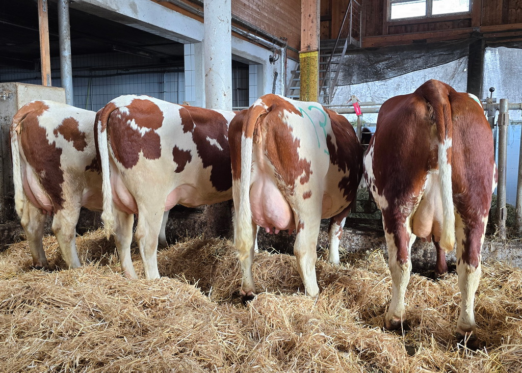 Am Betrieb Schafferhofer konnte die Kuhfamilie eines WACHAU P*S-Kandidaten und einer HUSIM PP*-Kandidatin besichtigt werden. Am Betrieb Schafferhofer konnte die Kuhfamilie eines WACHAU P*S-Kandidaten und einer HUSIM PP*-Kandidatin besichtigt werden.