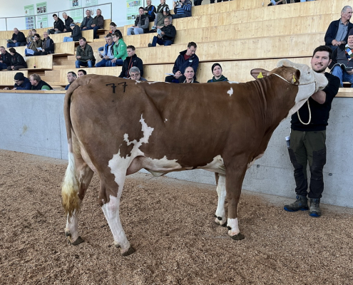 Ein Zuschlagspreis von 3.620 Euro konnte für die VINICIUS-Tochter FANTASY erzielt werden. Sie kann aktuell eine Leistung von 28 Kilogramm Milch vorweisen.