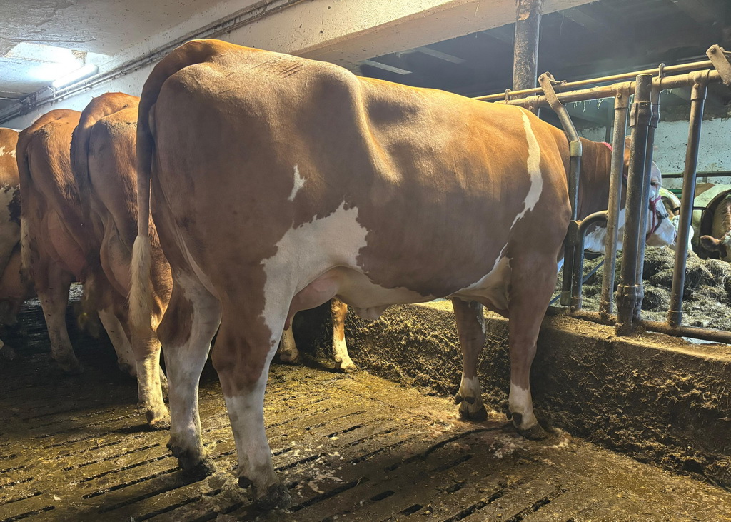 Einen Zuschlagspreis von 3.440 Euro erzielte eine kalibrige, hornlose WIN AGAIN-Tochter mit einem korrekten Euter und 37 Kilogramm Milch. Einen Zuschlagspreis von 3.440 Euro erzielte eine kalibrige, hornlose WIN AGAIN-Tochter mit einem korrekten Euter und 37 Kilogramm Milch.