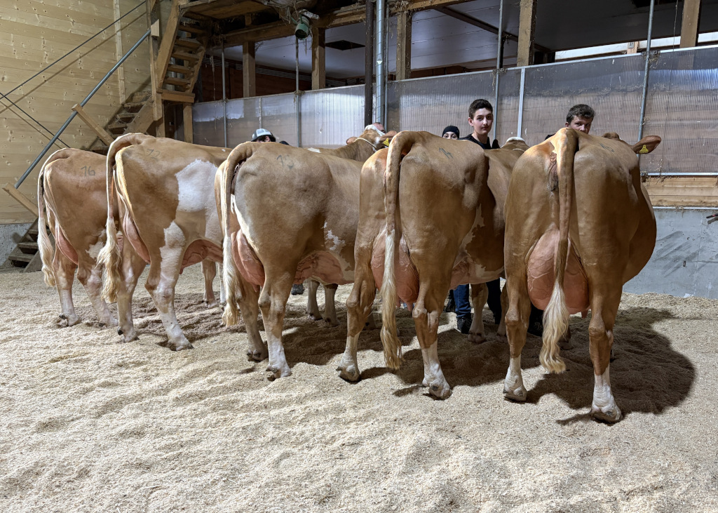 Die Gruppe der Mehrkalbskühe beindruckte durch die Qualität im Exterieur Die Gruppe der Mehrkalbskühe beindruckte durch die Qualität im Exterieur