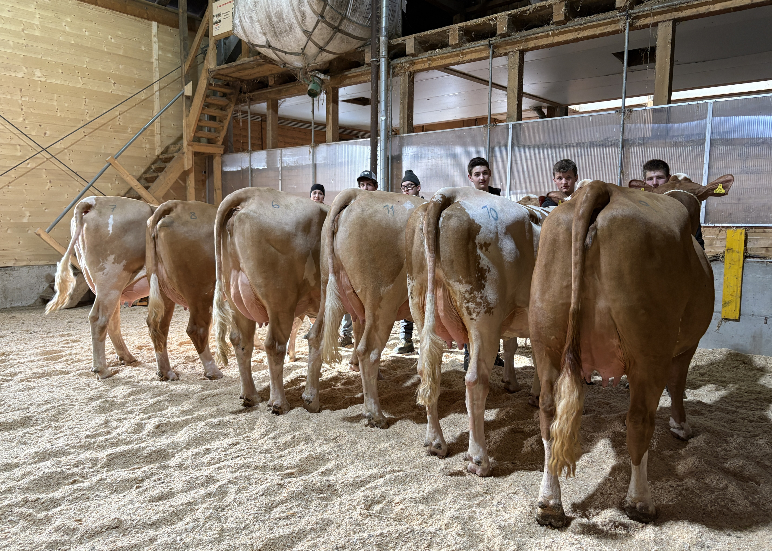Eine sehr ausgeglichene Jungkuhgruppe höchster Qualität begeisterte die Teilnehmer Eine sehr ausgeglichene Jungkuhgruppe höchster Qualität begeisterte die Teilnehmer