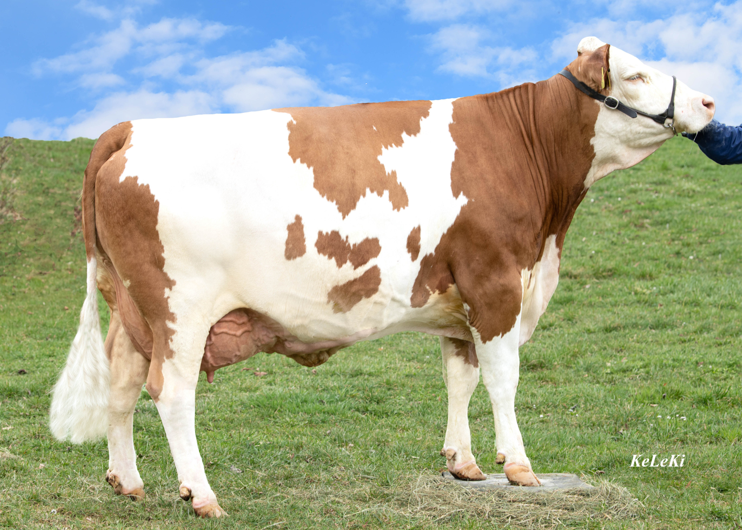 GIESELA (V: Sisyphus), Mutter von MAMBA, VALDINI P*S, VENTURI P*S, HOFSIEGER