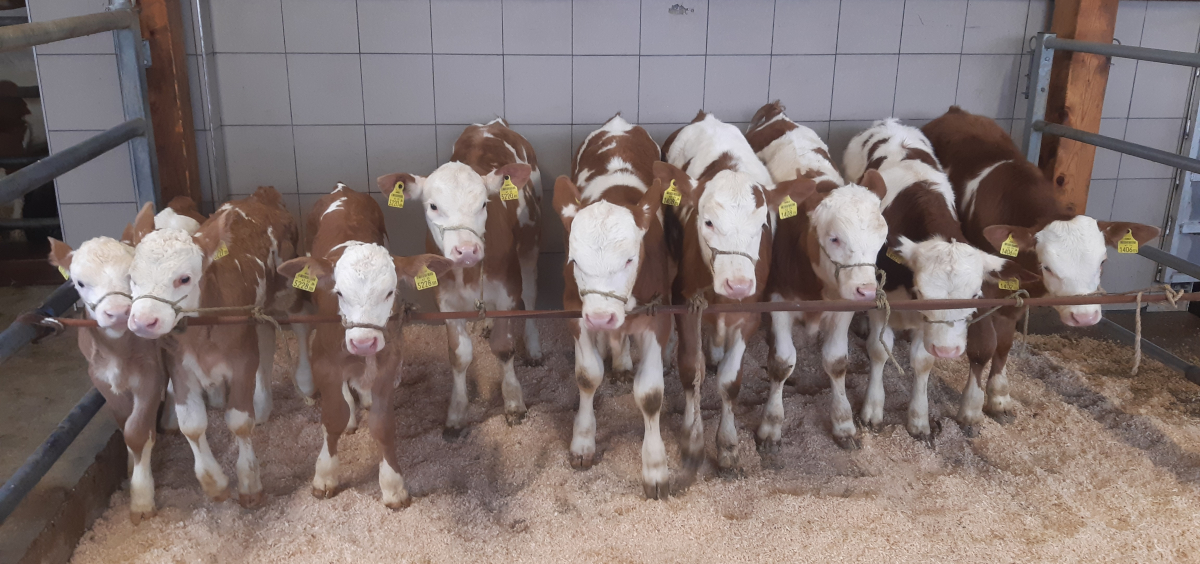 Neun von 14 Kälbern aus einer Spülung, darunter WINDHAAGER Pp*