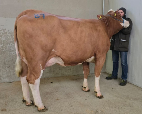 ZIO-Tochter ELVIRA ZV Greinbach 04.12.2025 bearb