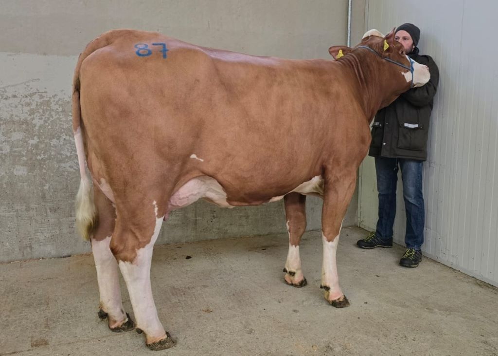 ZIO-Tochter ELVIRA ZV Greinbach 04.12.2025 bearb ZIO-Tochter ELVIRA ZV Greinbach 04.12.2025 bearb