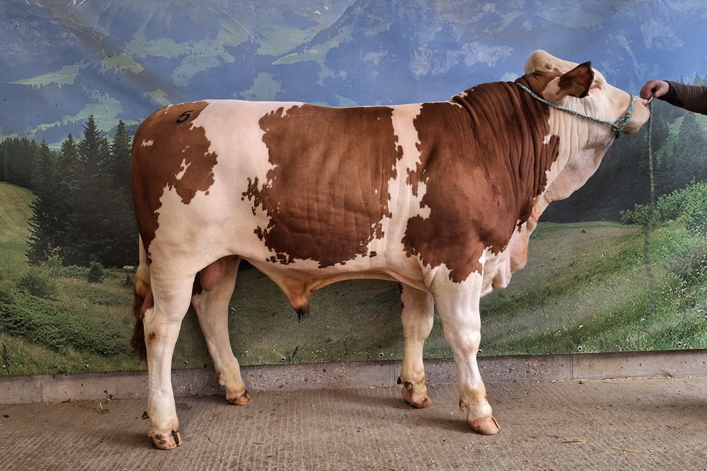 Der VIENETTA-Sohn VESTRUM wurde als teuerster Stier um 4.350 Euro verkauft. Der VIENETTA-Sohn VESTRUM wurde als teuerster Stier um 4.350 Euro verkauft.