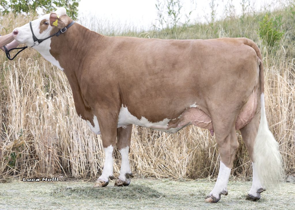 L 1349 (Wintertraum x Waban), die Mutter der HEISS-Söhne HAFEN und HELONG