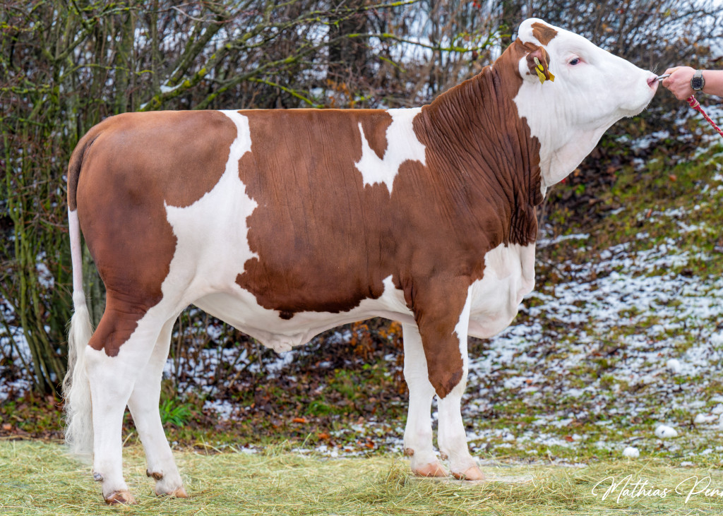 Mit DANKBAR Pp* (Ducktales x Meverik Pp*) müssen Sie auch in der Zucht auf Hornlosigkeit keine Kompromisse eingehen, alle Fotos: Penn