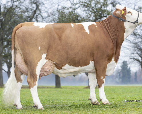 Mutter VIOLET (GS Sputnik), 1.Lakt., Foto: Nolli