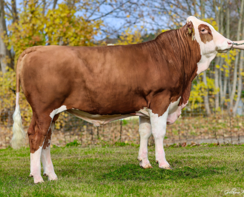 GS MON CHERI punktet mit einem Milchwert von 133