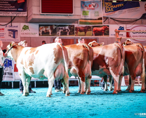 Gruppe mit 5 und 6 Abk. auf der NÖ-Landesrinderschau 2025 – in jugendlicher Frische Foto: Moy
