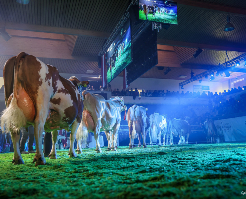 Bundesfleckviehschau 2026