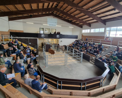 Arena Versteigerung Regau 16.03.2026