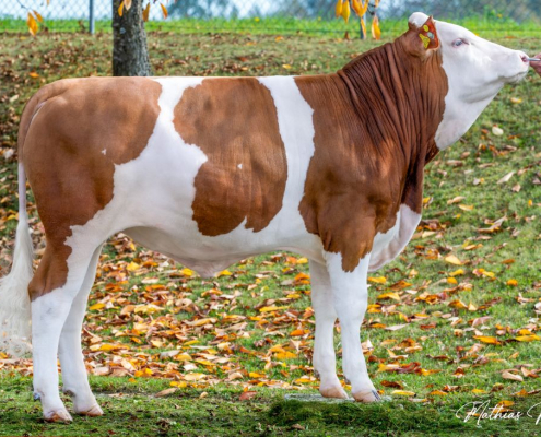 EXZELLENT – die Nr. 1 bei Fleckvieh