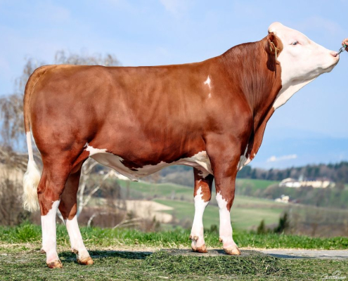 GS DREAMBOY (V: Donut)