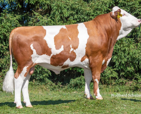 ZASCHKA – (Zeiger x Dream x Remmel)