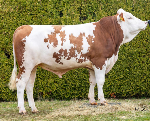 WUNDALUX (V: Wundawerk)