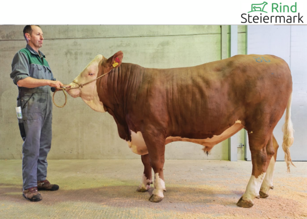 Kat. 80 MEGASTAR Pp-Sohn ZV Greinbach 09.04.2026